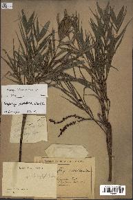 spécimen de Dypsis heterophylla