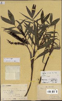 spécimen de Dypsis heterophylla