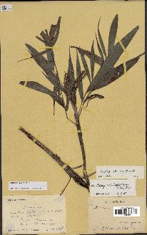 spécimen de Dypsis heterophylla