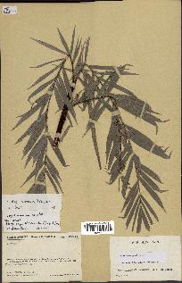spécimen de Dypsis heterophylla