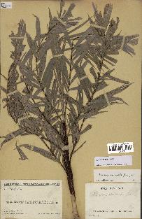 spécimen de Dypsis heterophylla