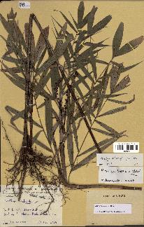 spécimen de Dypsis heterophylla