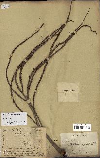 spécimen de Dypsis prestoniana