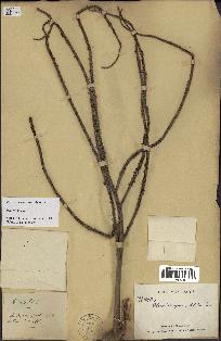 spécimen de Dypsis prestoniana