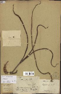 spécimen de Dypsis prestoniana