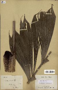 spécimen de Dypsis pinnatifrons