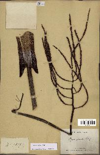 spécimen de Dypsis pinnatifrons