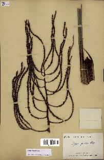 spécimen de Dypsis pinnatifrons