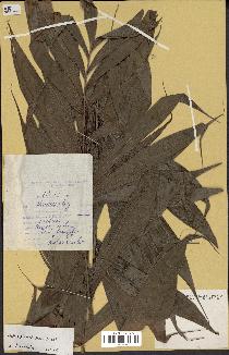 spécimen de Dypsis pinnatifrons