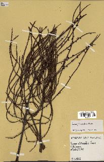 spécimen de Dypsis pinnatifrons