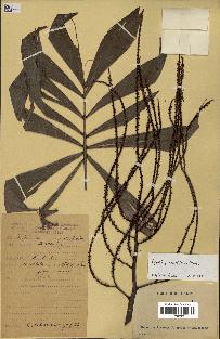 spécimen de Dypsis pinnatifrons