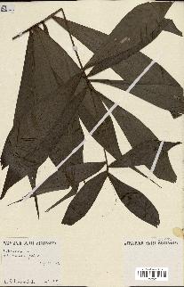 spécimen de Dypsis pinnatifrons