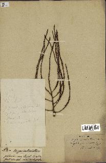 spécimen de Dypsis pinnatifrons