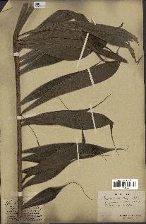 spécimen de Dypsis pinnatifrons