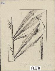 spécimen de Dypsis pinnatifrons
