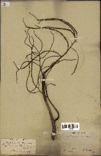spécimen de Dypsis pinnatifrons