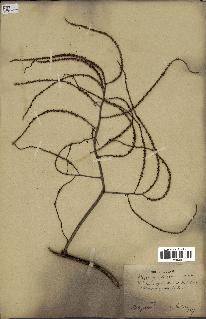 spécimen de Dypsis pinnatifrons