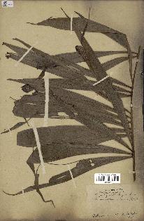 spécimen de Dypsis pinnatifrons