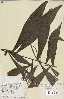 spécimen de Dypsis pinnatifrons