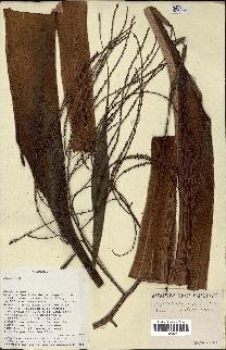 spécimen de Dypsis pinnatifrons
