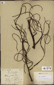 spécimen de Dypsis pinnatifrons