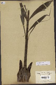 spécimen de Dypsis pinnatifrons