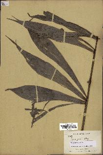 spécimen de Dypsis pinnatifrons