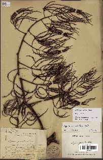 spécimen de Dypsis pinnatifrons