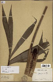 spécimen de Dypsis pinnatifrons