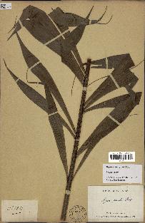spécimen de Dypsis pinnatifrons