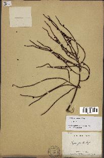 spécimen de Dypsis pinnatifrons