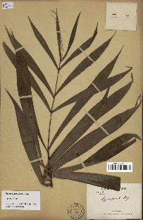 spécimen de Dypsis pinnatifrons