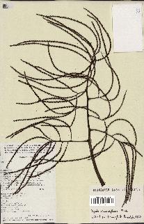 spécimen de Dypsis pinnatifrons