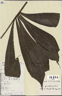 spécimen de Dypsis pinnatifrons