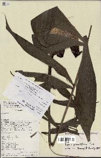 spécimen de Dypsis pinnatifrons