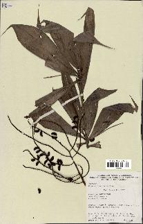 spécimen de Dypsis pinnatifrons