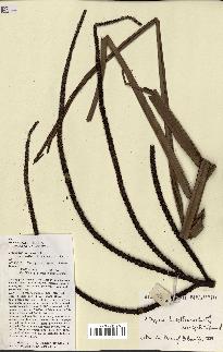 spécimen de Dypsis lastelliana