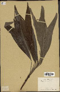 spécimen de Dypsis lantzeana