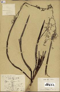 spécimen de Dypsis lantzeana