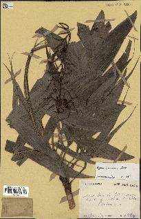 spécimen de Dypsis lantzeana