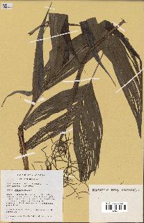 spécimen de Dypsis lantzeana