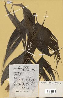 spécimen de Dypsis lantzeana
