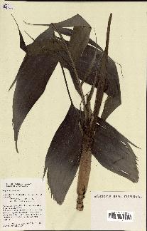 spécimen de Dypsis lantzeana