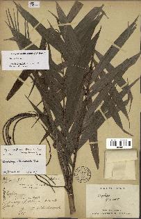 spécimen de Dypsis jumelleana