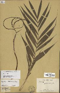 spécimen de Dypsis jumelleana