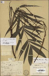 spécimen de Dypsis jumelleana