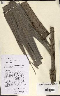 spécimen de Dypsis hovomantsina
