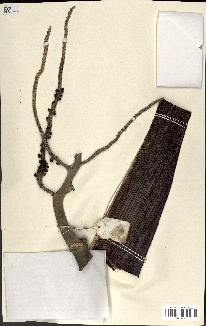spécimen de Dypsis hovomantsina