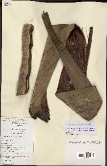 spécimen de Dypsis hovomantsina
