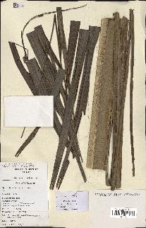 spécimen de Dypsis hovomantsina